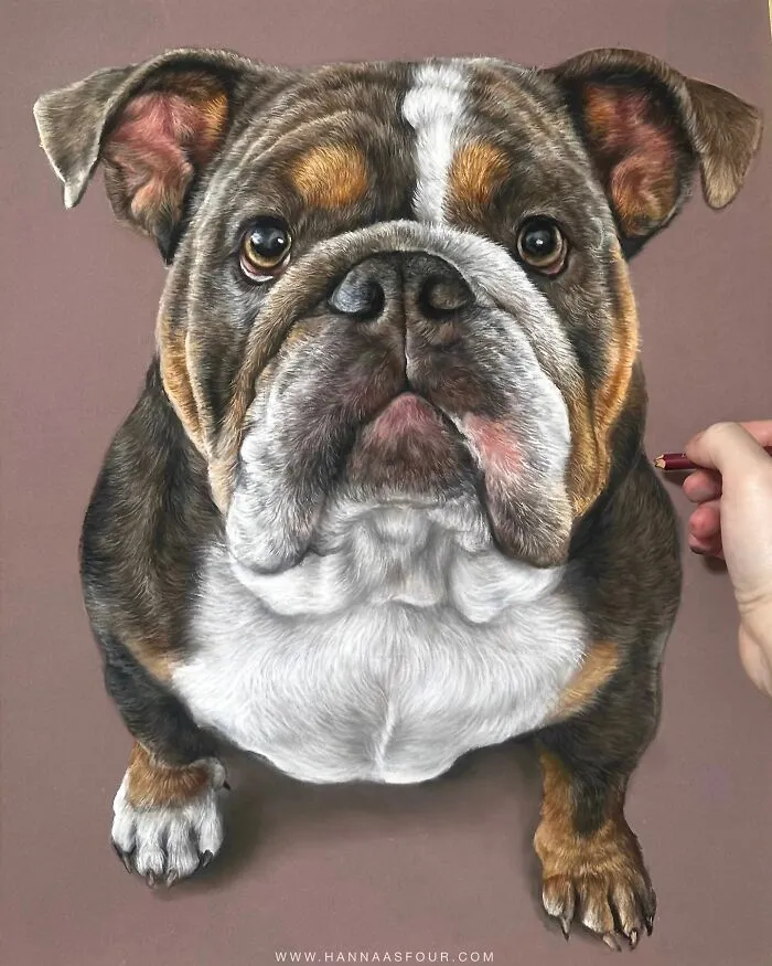 Realistic dog portrait drawn with pencils, showcasing Hanna Asfour's artistic skill in animal portraits.