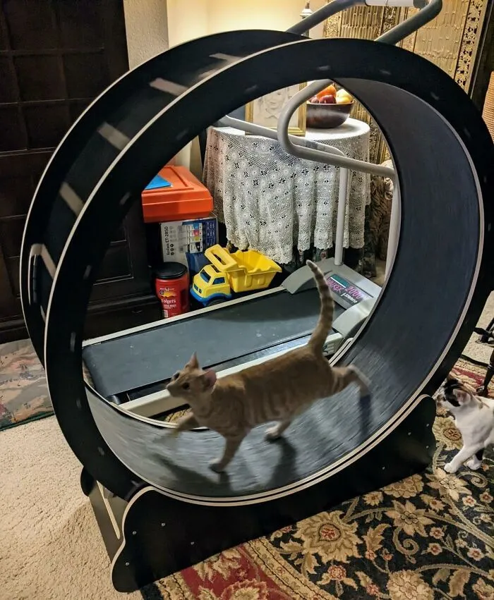 Invest In Their Future Cardio Health, Or Just Watch Them Ignore It For The Box It Came In, With A Fancy <a Style="Display:inline;" Href="Https://Www.amazon.com/Homegroove-Exercise-Running-Carpeted-Treadmill/Dp/B0c27ghmsy?ie=utf8&th=1&linkcode=ll1&tag=bpgazelle-20&linkid=91ad5881f656d3477fa8dd3309450feb&language=en_us&ref_=as_li_ss_tl" Target="_blank"><span Style="Font: Inherit; Color: #d74b1f;"> Cat Wheel For Indoor Cats </Span>