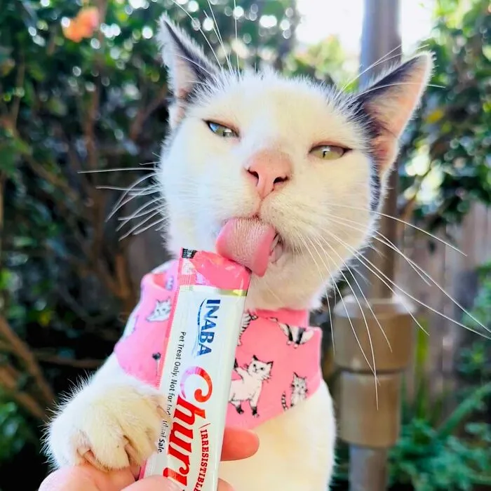 Stop Wondering What Your Cat's Kryptonite Is Because It's Definitely These Weirdly Compelling Goo Tubes Known As <a Style="Display:inline;" Href="Https://Www.amazon.com/Inaba-Grain-Free-Lickable-Squeezable-Vitamin/Dp/B0b52d1p2m?ie=utf8&th=1&linkcode=ll1&tag=bpgazelle-20&linkid=cbd2eb0df4846e5ed12f4af16632882e&language=en_us&ref_=as_li_ss_tl" Target="_blank"><span Style="Font: Inherit; Color: #d74b1f;"> Inaba Churu Cat Treats </Span>