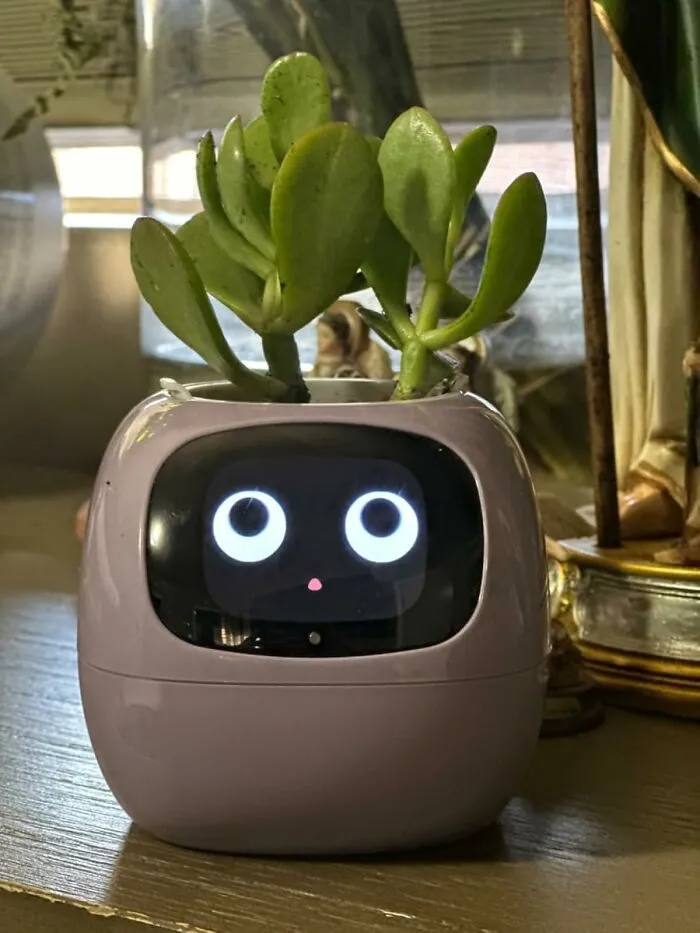 Since You've Witnessed Their Plant Graveyard Firsthand Over The Years, Maybe This <a Style="Display:inline;" Href="Https://Www.amazon.com/Flowerpots-Intelligent-Multiple-Expressions-Plant-Free/Dp/B0c4ppj8vy?ie=utf8&th=1&linkcode=ll1&tag=bpferret-20&linkid=c3f5009f00ec4de0ded7c55f4f1efdaa&language=en_us&ref_=as_li_ss_tl" Target="_blank"><span Style="Font: Inherit; Color: #d74b1f;"> Smart Planter Pot </Span> Can Finally Keep Something Green Alive In Their House
