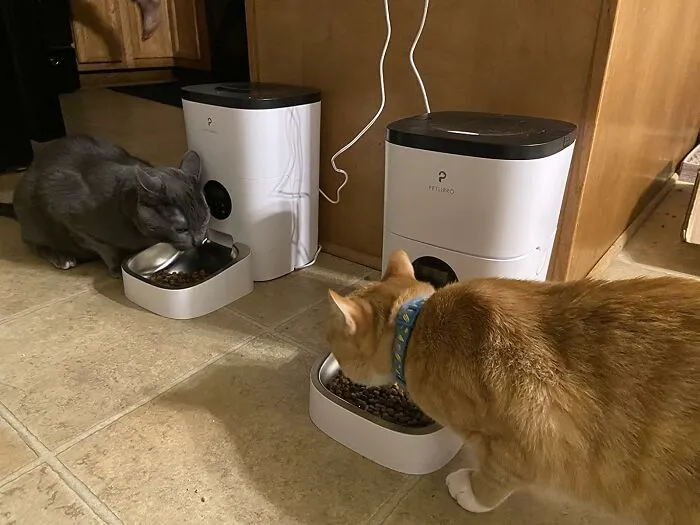 Avoid The Intense Judgment Stare When Dinner Is Two Minutes Late With An Affordable <a Style="Display:inline;" Href="Https://Www.amazon.com/Smart-Automatic-Cat-Feeders-Dispenser/Dp/B0brjvzbf8?dib=eyj2ijoimsj9.pzbkpox4ba9pmbw_uioa1vpxulouvo1mxjshbgjsyagdaljs7vzxnp_-Ksrkot1qckamo6xez_pzqpf_qiosfewxjoivkqc82rpodlnkn0gqimr5_qqm8-Wiqjyzjyhmkby8ytfjrzkzp6krck_qthobodmyavppwfr9stmyopowdym238-Ik8ktixtwpggairnvjla4hprpdz7g-Psrwci5zjbktr55zdbpykv8igkh4tymqc8fta-Mbeldwdz4ljryt07fsqyskx9ta6nw3g_3jlezxyrgp8xruiudrgs.bhd8me-Y3bxrdb-O0zvmzbs41mtr8hflmwoledsvefa&dib_tag=se&keywords=automatic-Dispenser-Desiccant-Recorder&qid=1744618234&sr=8-1&linkcode=ll1&tag=bpbat-20&linkid=1217f928cbe18091d90777b24ded8430&language=en_us&ref_=as_li_ss_tl" Target="_blank"><span Style="Font: Inherit; Color: #d74b1f;"> Smart Automatic Cat Feeder </Span> That's Always Punctual, Unlike You