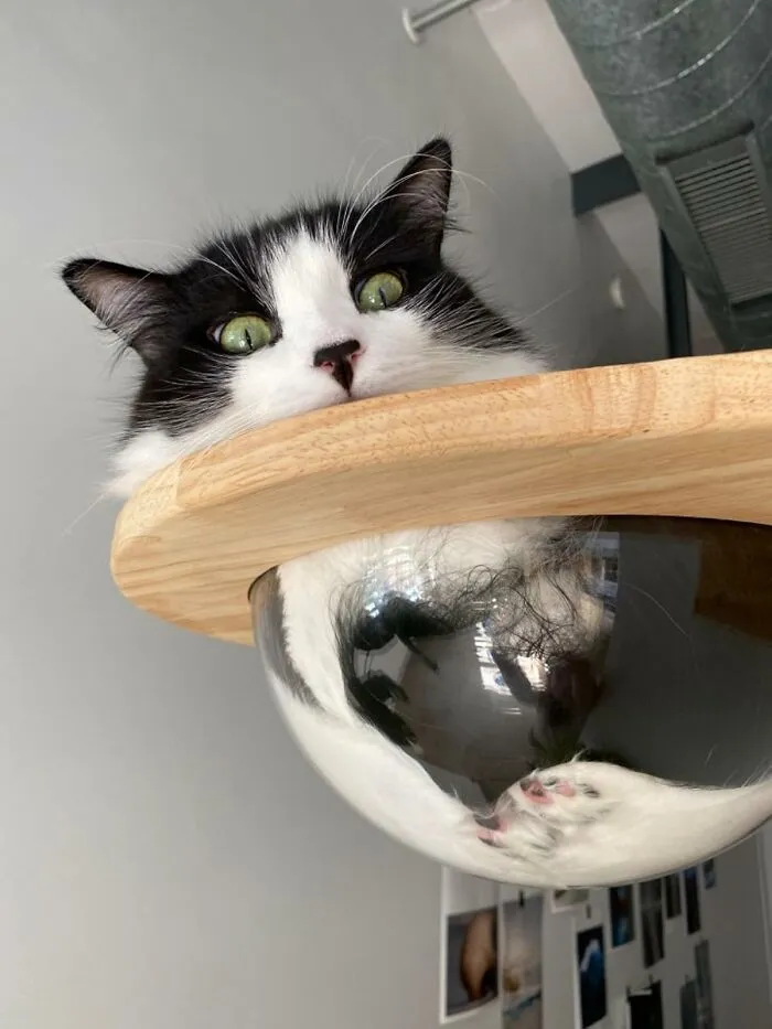 Turn Your Wall Into A Live Exhibit Featuring Your Supremely Judgmental Feline Loafing Majestically Inside A <a Style="Display:inline;" Href="Https://Www.amazon.com/Tinton-Life-Wall-Mounted-Capsule-Furniture/Dp/B07mv6lmbl?ie=utf8&th=1&linkcode=ll1&tag=bpgazelle-20&linkid=2da2a294a11428b863b567b7839573d8&language=en_us&ref_=as_li_ss_tl" Target="_blank"><span Style="Font: Inherit; Color: #d74b1f;"> Wall Mounted Clear Capsule Perch </Span>