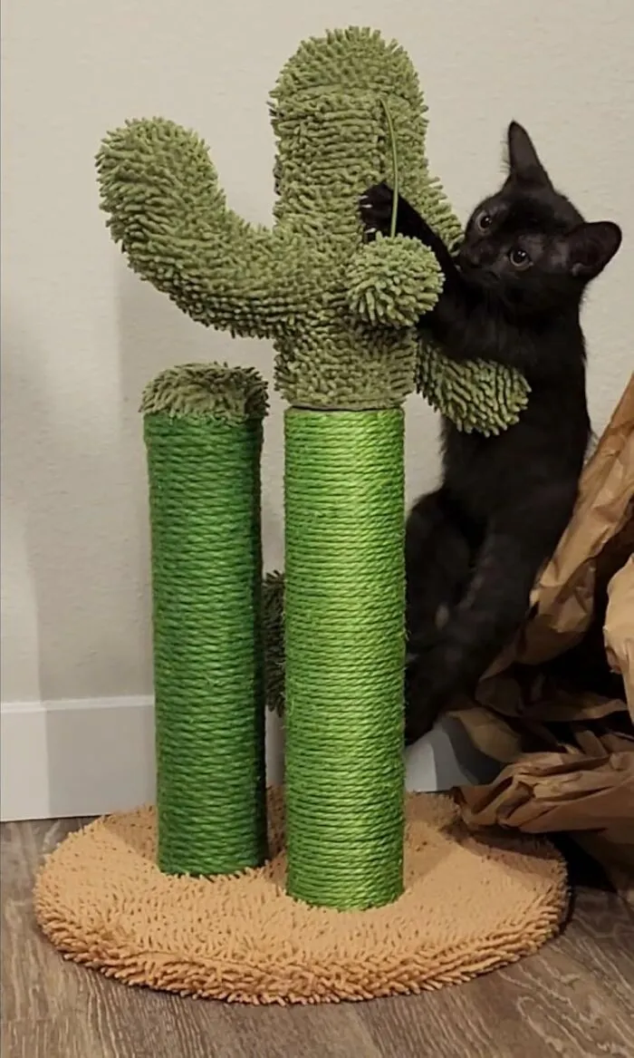 Prickly On The Outside, Adorable On The Inside, The <a Style="Display:inline;" Href="Https://Www.amazon.com/Pawz-Road-Scratching-Scratcher-Ball-Medium/Dp/B088w7n872?ie=utf8&th=1&linkcode=ll1&tag=bpelk-20&linkid=5911f76c567e5ca156bd131e7d23935a&language=en_us&ref_=as_li_ss_tl" Target="_blank"> <span Style="Font: Inherit; Color: #d74b1f;"> Cactus Cat Scratcher </Span> Is A Feline Favorite That's Also A Spiky Conversation Starter And A Stylish Addition To Any Room