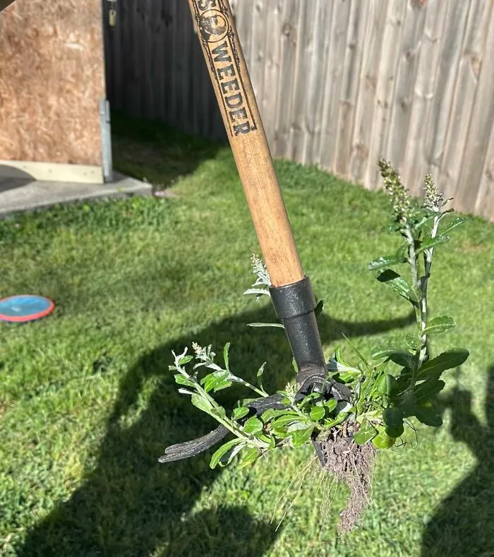 Weeding Just Got A Whole Lot Less Painful With <a Style="Display:inline;" Href="Https://Www.amazon.com/Grampas-Weeder-Cw-01-Original-Remover/Dp/B001d1ffza?ie=utf8&linkcode=ll1&tag=bpgorilla-20&linkid=b839161f783d1d4d8582ff0c328a9543&language=en_us&ref_=as_li_ss_tl" Target="_blank"><span Style="Font: Inherit; Color: #d74b1f;"> Grampa's Weeder</Span>, The Trusty Tool That's Been Yanking Out Unwanted Greens For Generations - Because Sometimes The Old Ways Are Still The Best!