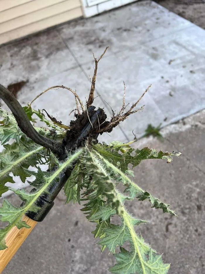 Weeds Don't Stand A Chance Against <a Style="Display:inline;" Href="Https://Www.amazon.com/Grampas-Weeder-Cw-01-Original-Remover/Dp/B001d1ffza?ie=utf8&linkcode=ll1&tag=bphamster-20&linkid=255686823ca6e2cd415d5e28b111d27b&language=en_us&ref_=as_li_ss_tl" Target="_blank"><span Style="Font: Inherit; Color: #d74b1f;"> Grampa's Weeder </Span>, The Trusty Tool That's Been Helping Gardeners Channel Their Inner Grumpy Old Man Since, Well, Grampa's Time