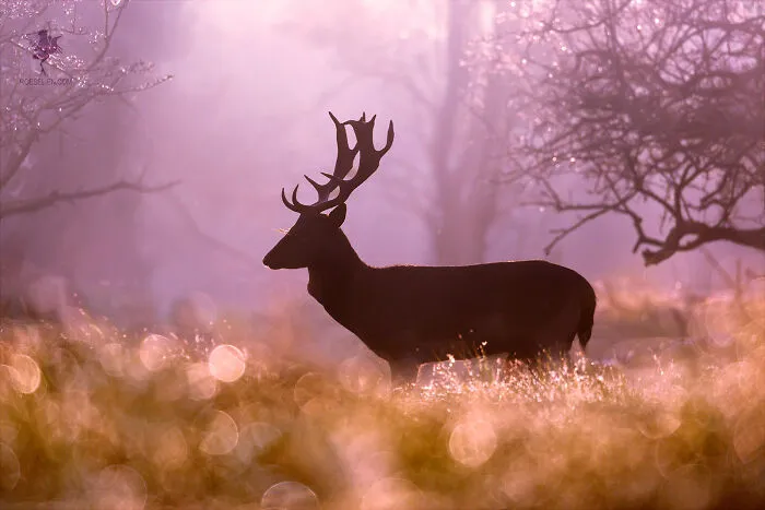Our Community’s 50 Favorite Nature And Animal Photography Moments, Captured By Talented Photographers