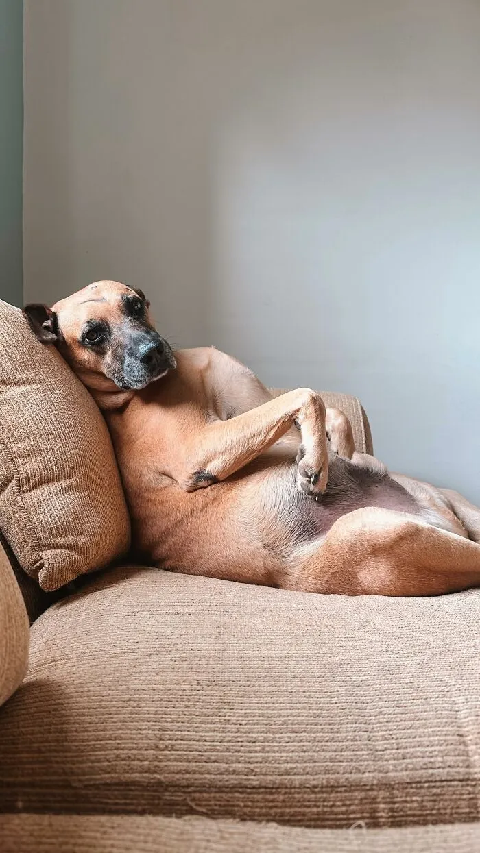 From Street Dog To Gas Station Star: The True Story Of Matuê, The Pup Who Won Over A City — And The Internet-Interview (24 Pics)