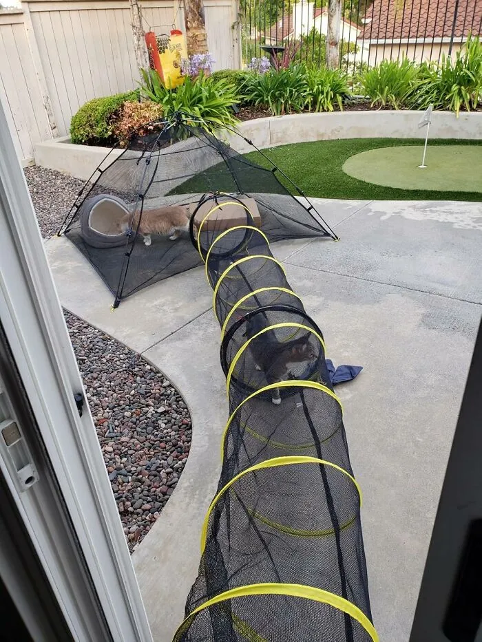 Your Cat Can Finally Judge The Neighborhood Squirrels And Get Some Fresh Air Without Embarking On An Unauthorized Adventure Thanks To An <a Style="Display:inline;" Href="Https://Www.amazon.com/Outback-Jack-Kitty-Compound-Playhouse/Dp/B00ionby3m?ie=utf8&th=1&linkcode=ll1&tag=bpgazelle-20&linkid=e55081928e8381b14373dbecd0d3cb21&language=en_us&ref_=as_li_ss_tl" Target="_blank"><span Style="Font: Inherit; Color: #d74b1f;"> Outdoor Cat Enclosure </Span>