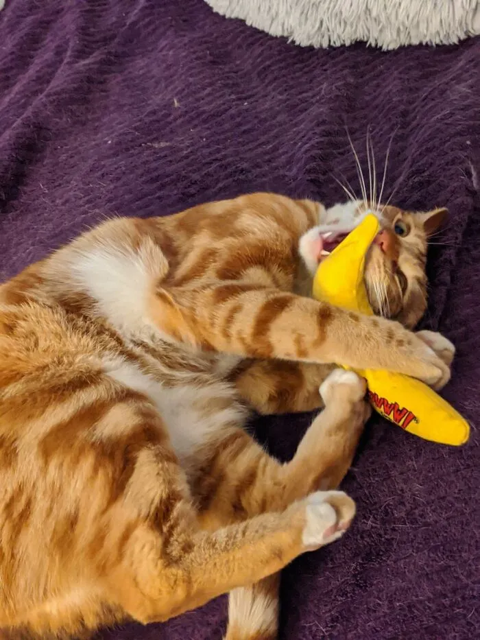 Prepare For Your Cat To Absolutely Lose Its Mind Over This Hilariously Shaped <a Style="Display:inline;" Href="Https://Www.amazon.com/Yeowww-Duckyworld-Organic-Catnip-Flower/Dp/B01n5qg9ex?ie=utf8&linkcode=ll1&tag=bpgazelle-20&linkid=96dfe41deeef3093a981a69f646485af&language=en_us&ref_=as_li_ss_tl" Target="_blank"><span Style="Font: Inherit; Color: #d74b1f;"> Cat Nip Banana </Span>, It's Truly Bananas, B-A-N-A-N-A-S