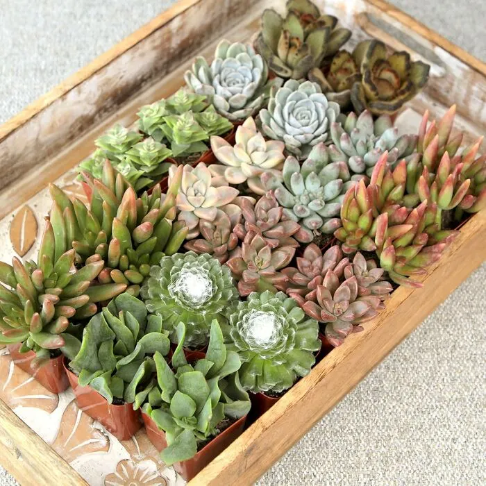Because Millennials Love Succulents Almost As Much As They Love Killing Them, This <a Style="Display:inline;" Href="Https://Www.amazon.com/Altman-Plants-Assorted-Live-Bulk/Dp/B07l1g31yt?crid=3f2epglzyrb3h&dib=eyj2ijoimsj9.xd4g5km2iahbtf-Esu5w-A013wdnbizlla1nlw3xnyx-Raxp3saoiszfcruxayouxhx3sbyvllkxdfxdl8cnkjpranx8qgxqujfmewnh06iq8b83uphy9rnx4uz0guprw7si5ymm4-Cghzkqvh0jjr0k74nveou0kchwmvitodvbkzl5_mddo8hs9qyj5zjjkweg9kzxc_ycu6mvlxuadi9lcghlg5sqdrnns6d1lbrbpsmyhawmtznrro8myuef9eqytdd9yv5fwlkiodcp18xqeqaghhwz1pbigkfzs84.dfwfpjhuo31l2eajpzack8ptkstkzz4p7iuu1hnanzm&dib_tag=se&keywords=houseplants&qid=1743678811&sprefix=houseplants%2caps%2c181&sr=8-6&th=1&linkcode=ll1&tag=bpgrape-20&linkid=495b15de9d5d9022242ccdc42f4597d7&language=en_us&ref_=as_li_ss_tl" Target="_blank"><span Style="Font: Inherit; Color: #d74b1f;"> 20-Pack Of Live Succulents </Span>  Is Either A Dream Come True Or A Recipe For Disaster