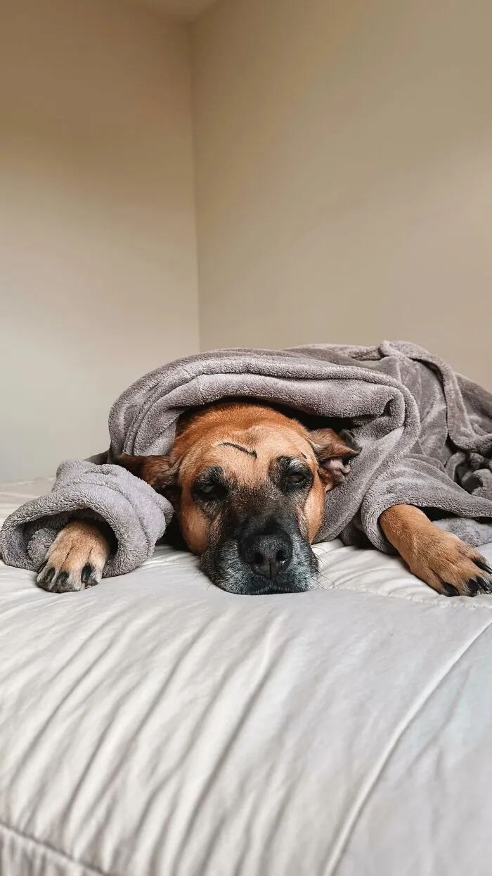 From Street Dog To Gas Station Star: The True Story Of Matuê, The Pup Who Won Over A City — And The Internet-Interview (24 Pics)
