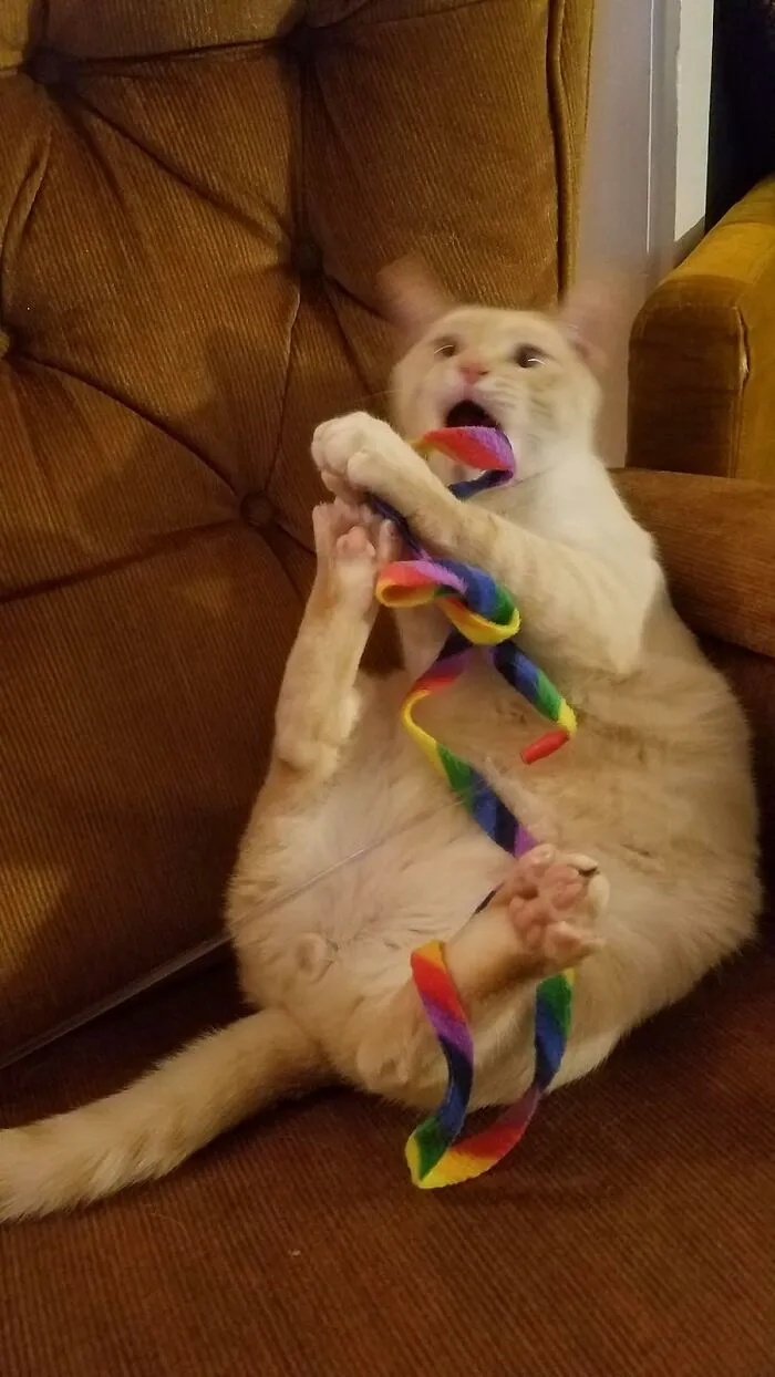 Watching Your Cat Leap Like Baryshnikov For A Brightly Colored Ribbon Is Peak Entertainment, Achievable With A <a Style="Display:inline;" Href="Https://Www.amazon.com/Cat-Dancer-Products-Rainbow-Charmer/Dp/B007vpfc8c?ie=utf8&linkcode=ll1&tag=bpgazelle-20&linkid=11fbdda216867eca370ebfd742cfe7fd&language=en_us&ref_=as_li_ss_tl" Target="_blank"><span Style="Font: Inherit; Color: #d74b1f;"> Rainbow Dancer Wand </Span>