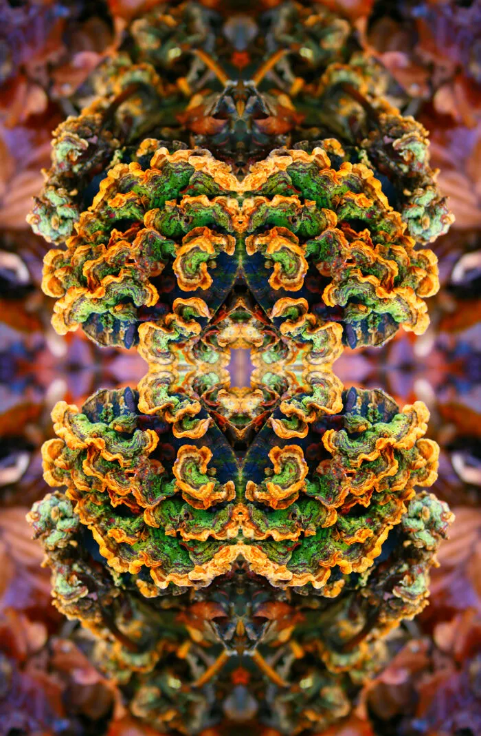 My 36 Photos Of Nature That I Took While Taking A Walk