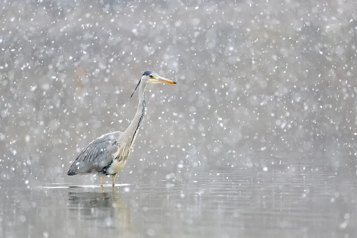 37 Breathtaking Photos Depicting The Lives Of Wild Birds By Jose Manuel Grandío