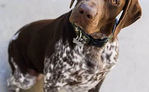 I Used My Phone To Make A ‘Famous Painting’ Of My Adopted Dog To Celebrate His Birthday!