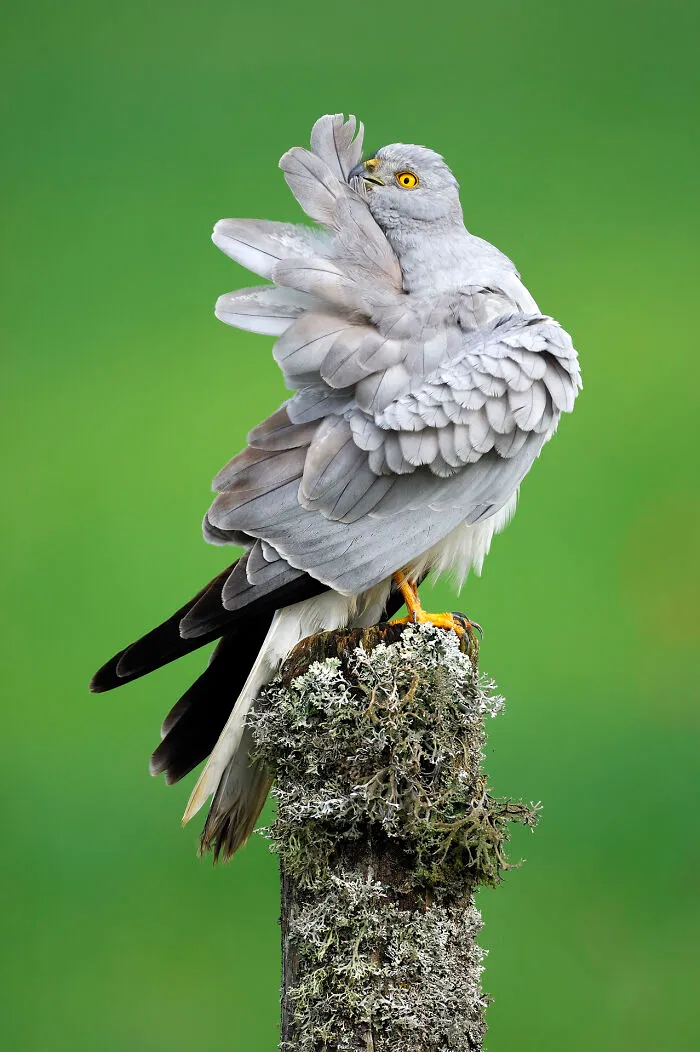 37 Breathtaking Photos Depicting The Lives Of Wild Birds By Jose Manuel Grandío