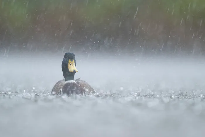 37 Breathtaking Photos Depicting The Lives Of Wild Birds By Jose Manuel Grandío