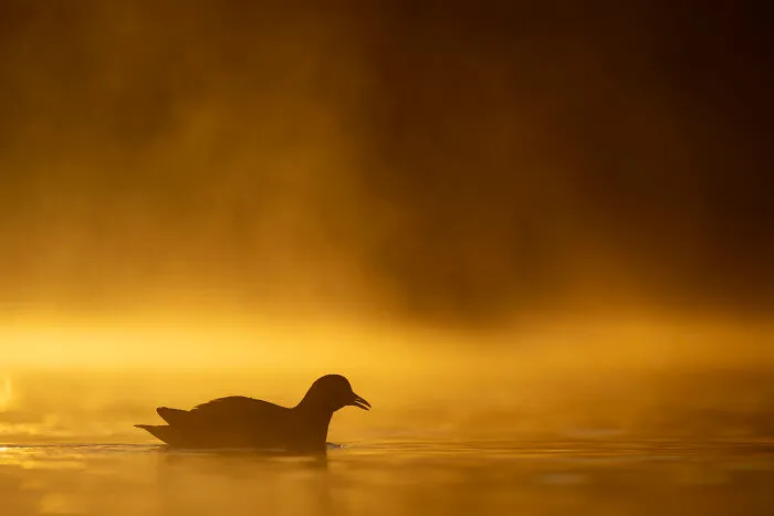 37 Breathtaking Photos Depicting The Lives Of Wild Birds By Jose Manuel Grandío
