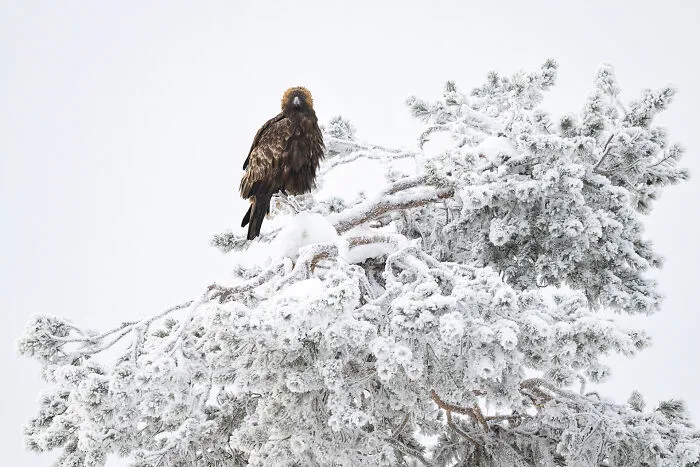 37 Breathtaking Photos Depicting The Lives Of Wild Birds By Jose Manuel Grandío