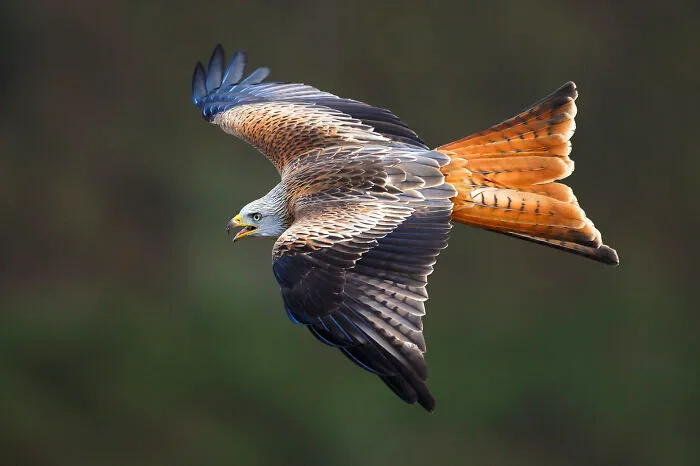 37 Breathtaking Photos Depicting The Lives Of Wild Birds By Jose Manuel Grandío
