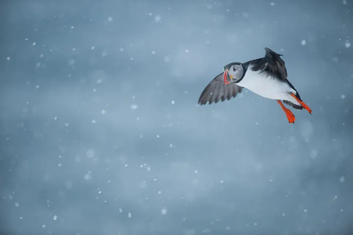 37 Breathtaking Photos Depicting The Lives Of Wild Birds By Jose Manuel Grandío