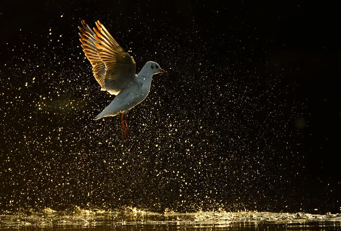 37 Breathtaking Photos Depicting The Lives Of Wild Birds By Jose Manuel Grandío