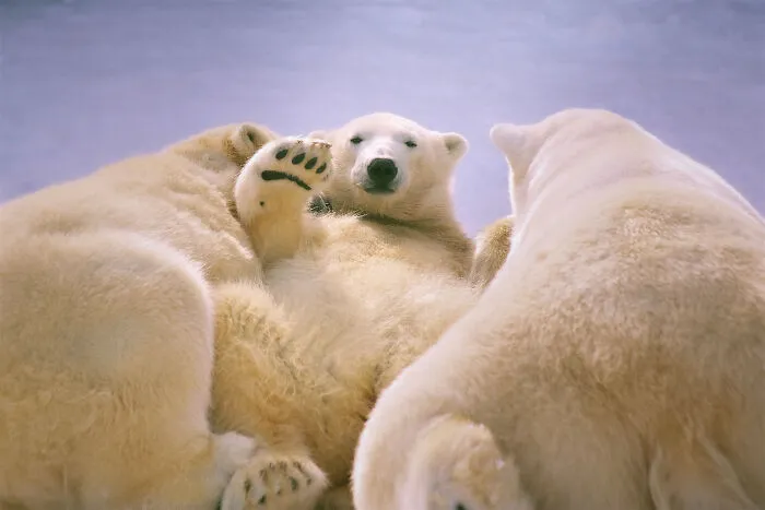 Our Community’s 50 Favorite Nature And Animal Photography Moments, Captured By Talented Photographers