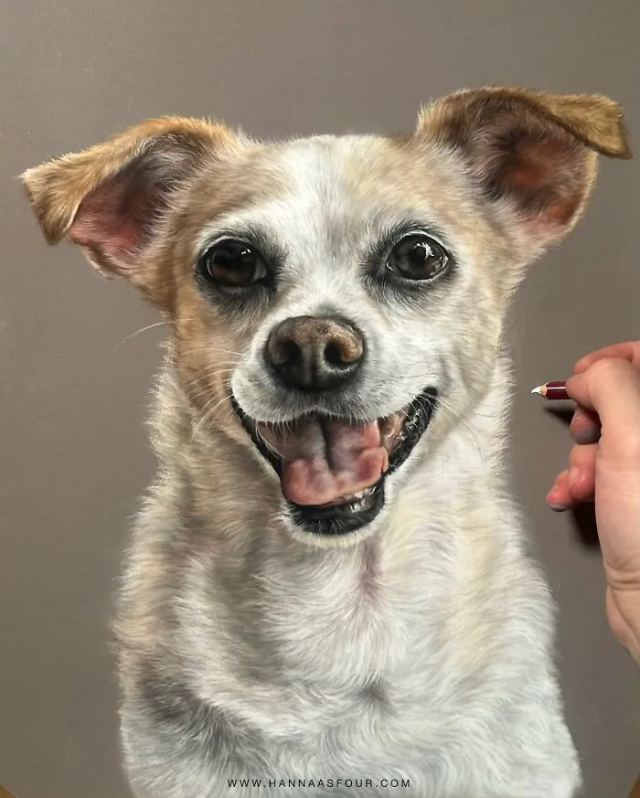 Realistic pet portrait in progress, drawn with pencils by Hanna Asfour, featuring a detailed dog image.