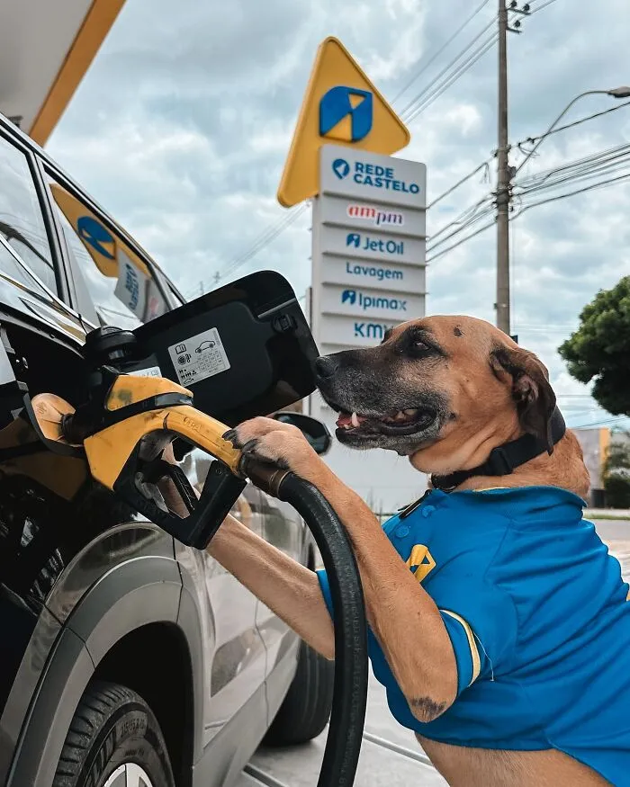 From Street Dog To Gas Station Star: The True Story Of Matuê, The Pup Who Won Over A City — And The Internet-Interview (24 Pics)