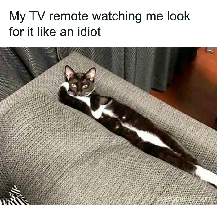 These 40 Memes Are So Random They Might Be Legally Brilliant