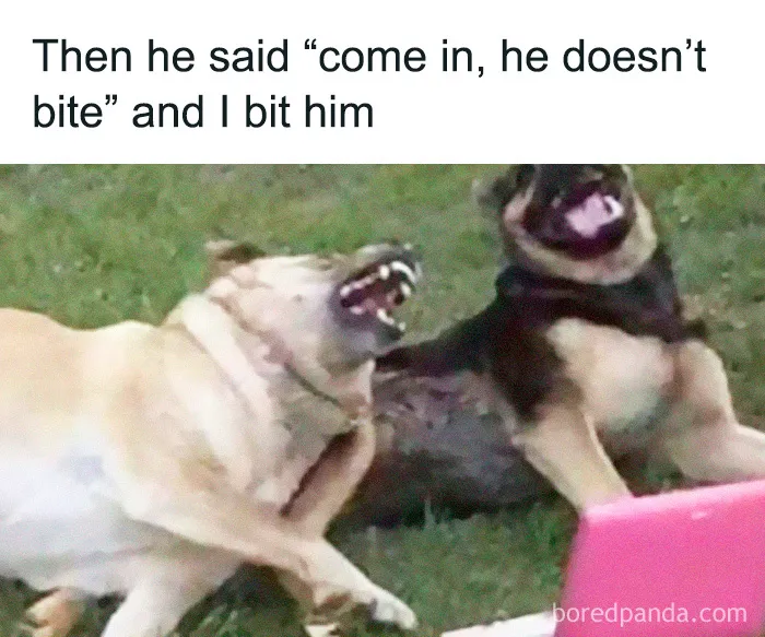 These 40 Memes Are So Random They Might Be Legally Brilliant