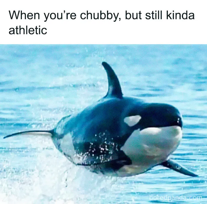 These 40 Memes Are So Random They Might Be Legally Brilliant