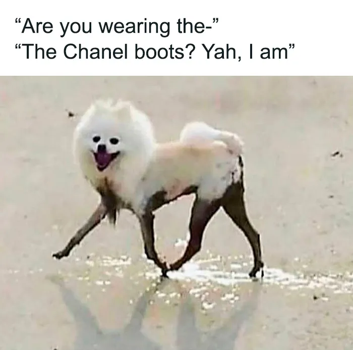 These 40 Memes Are So Random They Might Be Legally Brilliant