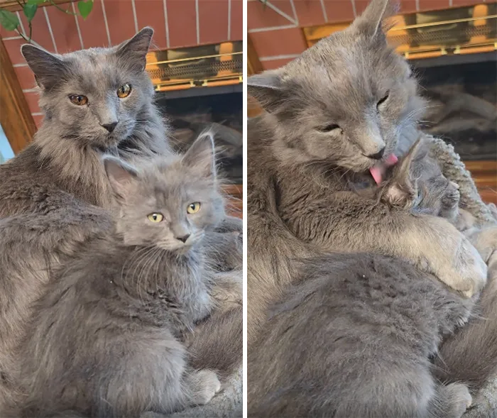 Brought A Kitten Home And Was Worried My Big Guy Wouldn't Like Her
