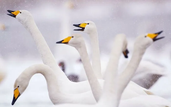 Photographer Captured 30 Captivating Images Depicting The Life Of Wild Animals