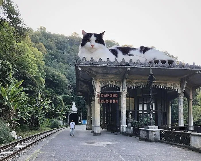 If Cats Were Giants: 24 Surreal Images Created By This Artist (New Pics)