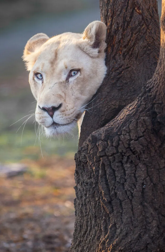 Our Community’s 50 Favorite Nature And Animal Photography Moments, Captured By Talented Photographers