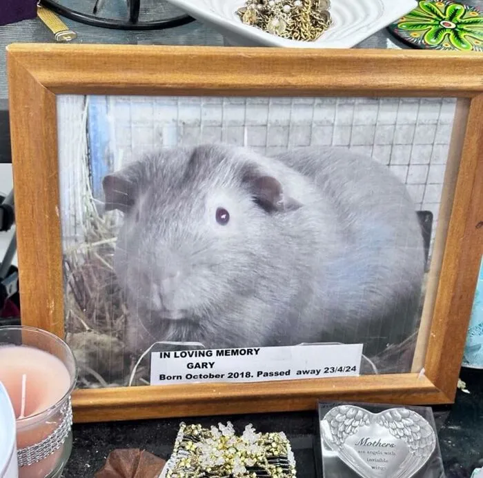 For Sale In An Op Shop On Clarendon, South Australia. Very Niche!