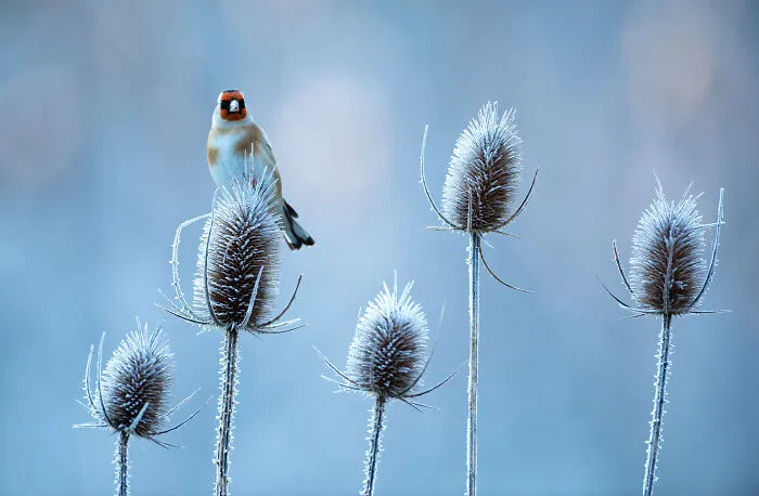 37 Breathtaking Photos Depicting The Lives Of Wild Birds By Jose Manuel Grandío