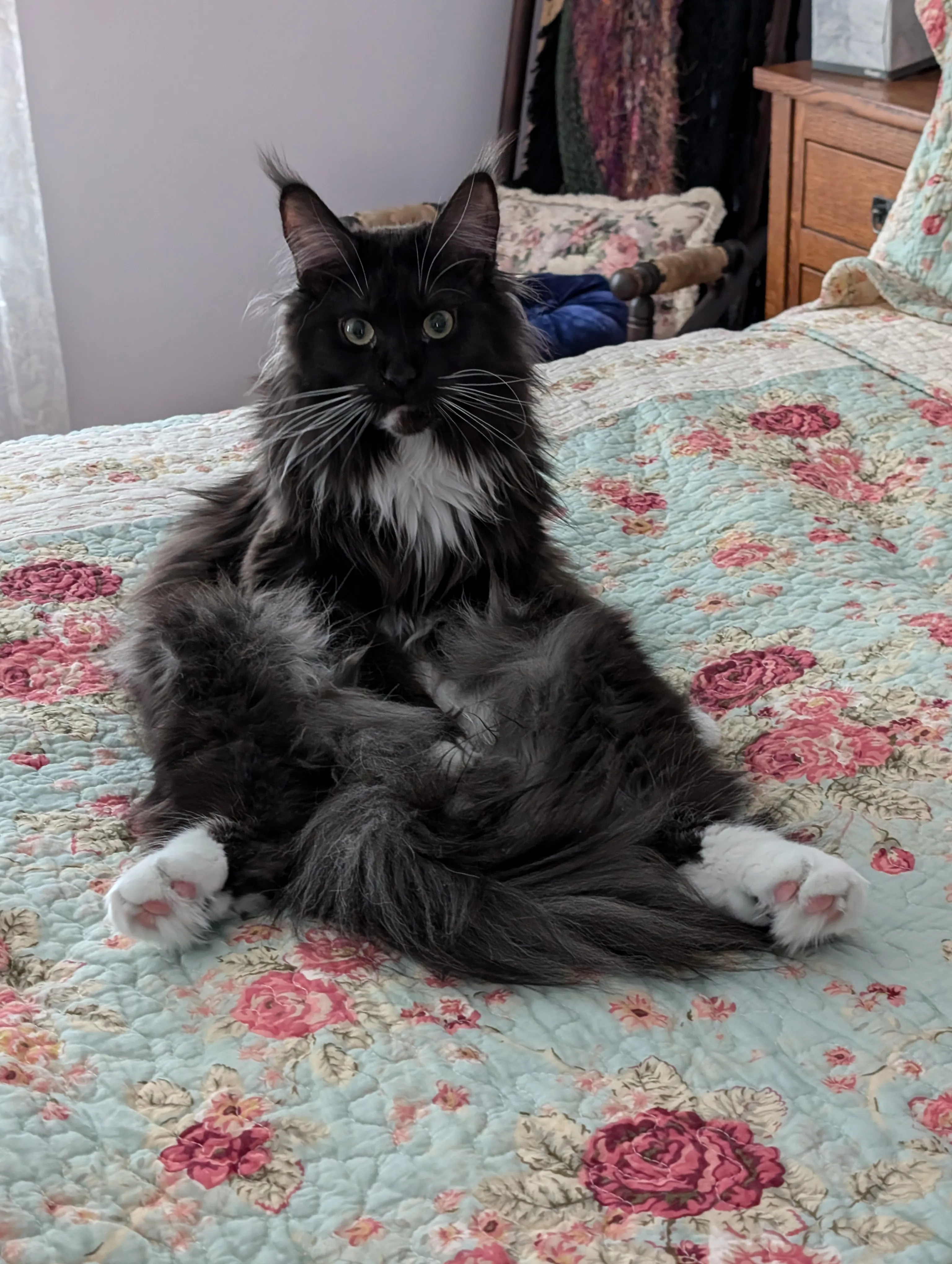 Cats With Presence
