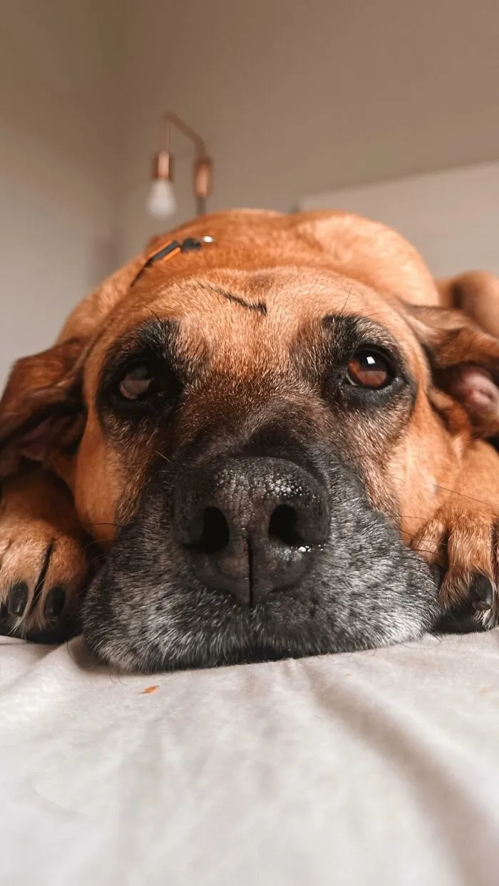 From Street Dog To Gas Station Star: The True Story Of Matuê, The Pup Who Won Over A City — And The Internet-Interview (24 Pics)