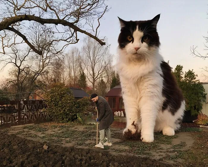 If Cats Were Giants: 24 Surreal Images Created By This Artist (New Pics)