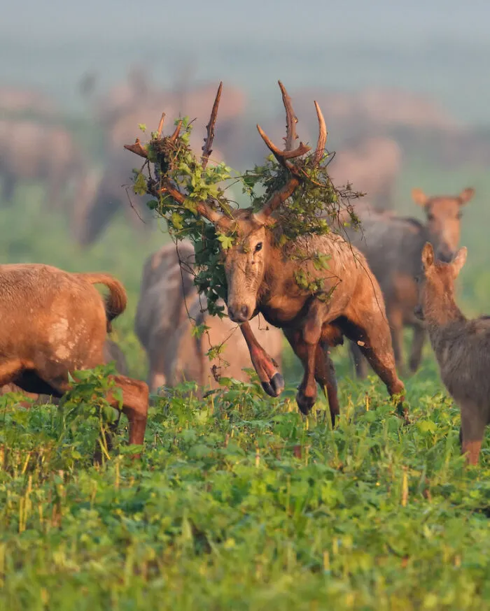 Wildlife moment captured: deer with foliage-covered antlers in vibrant meadow.