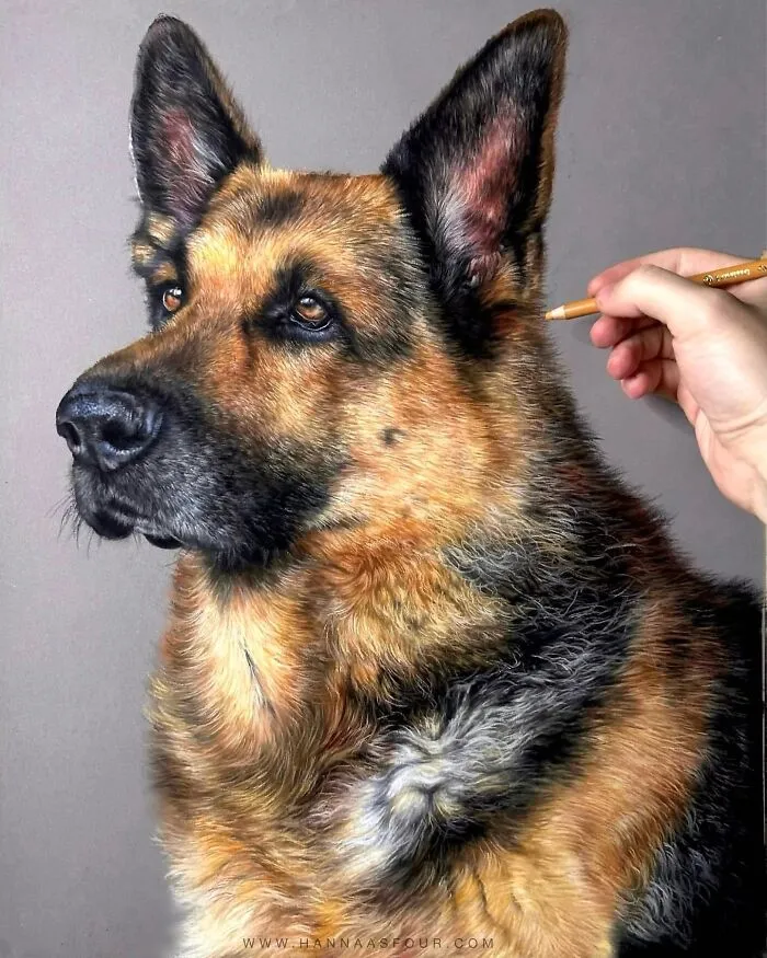 Hyperrealistic Pencil Drawings: 40 Animal Portraits Done By The Talented Hanna Asfour