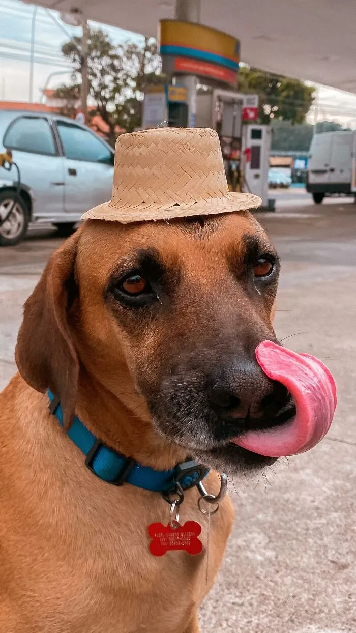 From Street Dog To Gas Station Star: The True Story Of Matuê, The Pup Who Won Over A City — And The Internet-Interview (24 Pics)