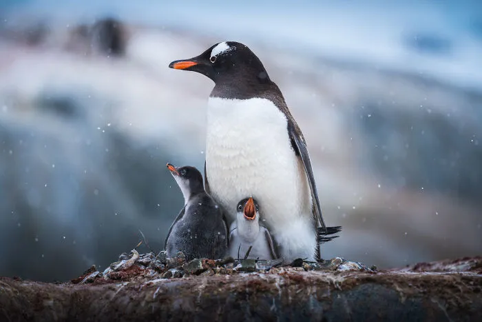 Our Community’s 50 Favorite Nature And Animal Photography Moments, Captured By Talented Photographers