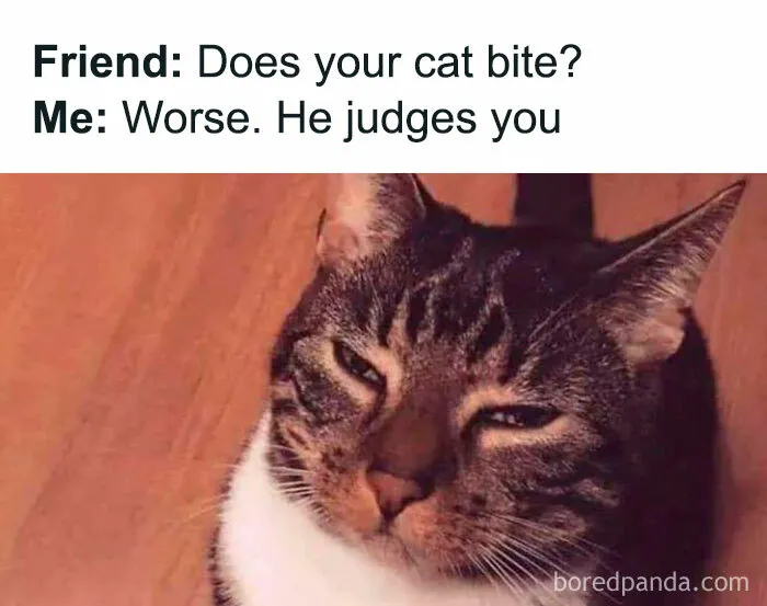 50 Funny Random Memes That Feel Like Someone Spilled The Internet On The Floor