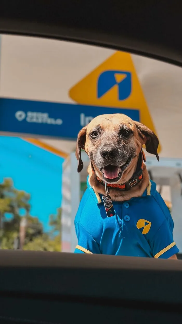 From Street Dog To Gas Station Star: The True Story Of Matuê, The Pup Who Won Over A City — And The Internet-Interview (24 Pics)