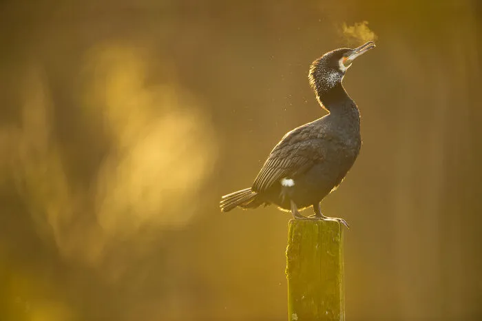 37 Breathtaking Photos Depicting The Lives Of Wild Birds By Jose Manuel Grandío