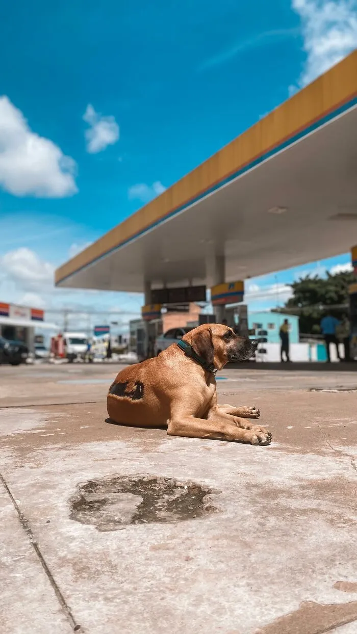 From Street Dog To Gas Station Star: The True Story Of Matuê, The Pup Who Won Over A City — And The Internet-Interview (24 Pics)